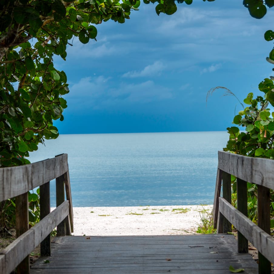 Beach view through bushes